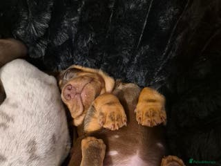 Dachshund dogs Miniature dachshund chocolate girl left - Advert 3