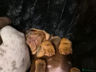 Dachshund dogs Miniature dachshund chocolate girl left - Advert 6