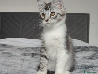 Maine Coon cats European Maine coon Kittens - Advert 10