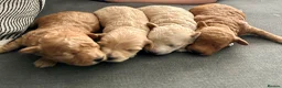 Maltipoo dogs for sale: ✨ 1 MALE LEFT Tiny Asian F1B Maltipoo Puppies ✨ - Advert 27