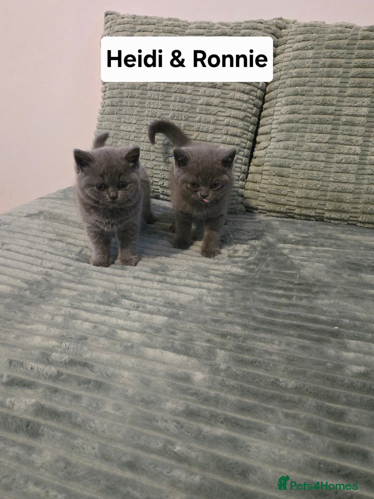 British Shorthair cats for sale: GCCF Registered Pedigree British Shorthair Kittens - Advert 1