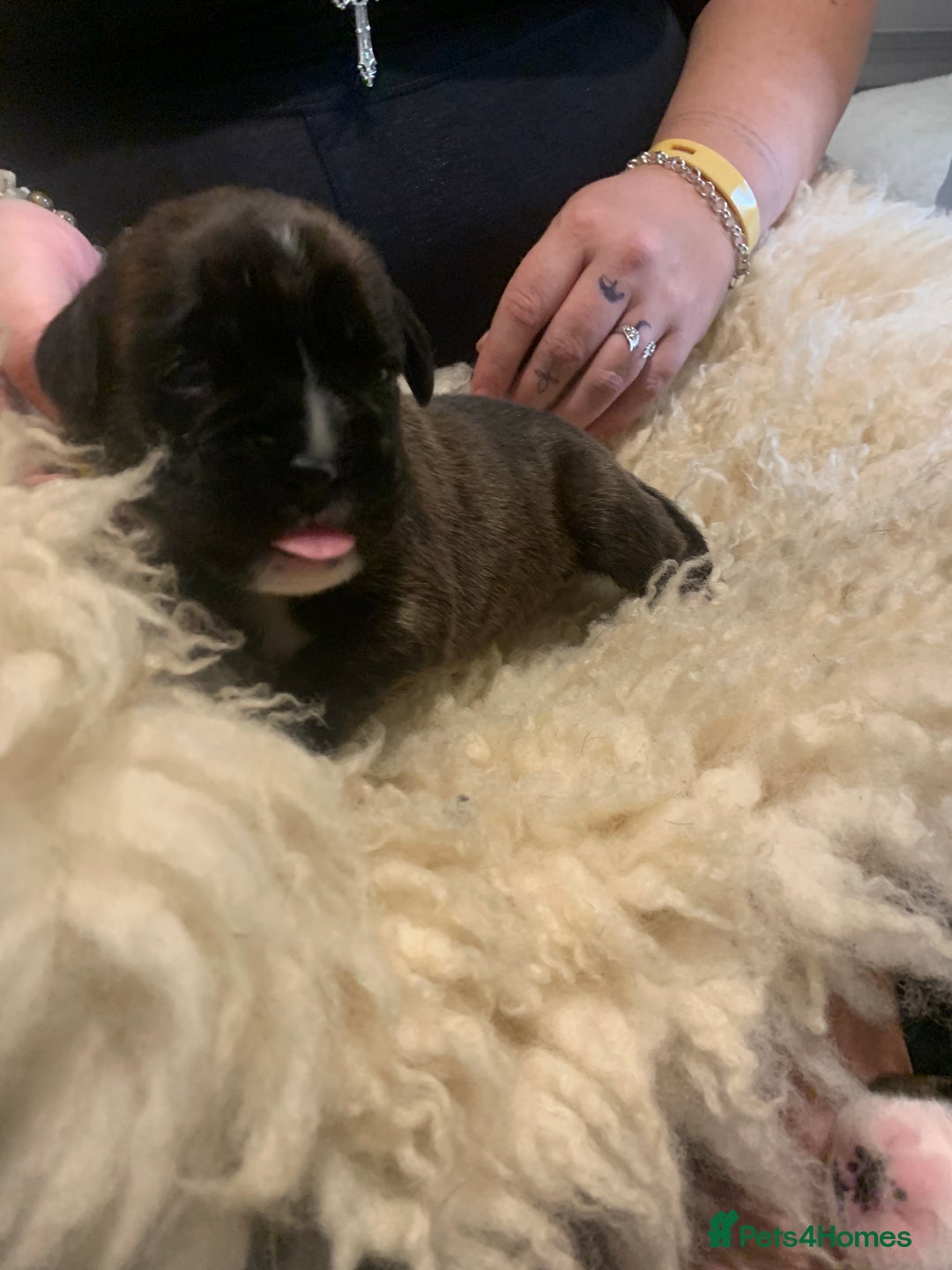 Boxer dogs for sale: KC registered Boxer Puppies - Image 7