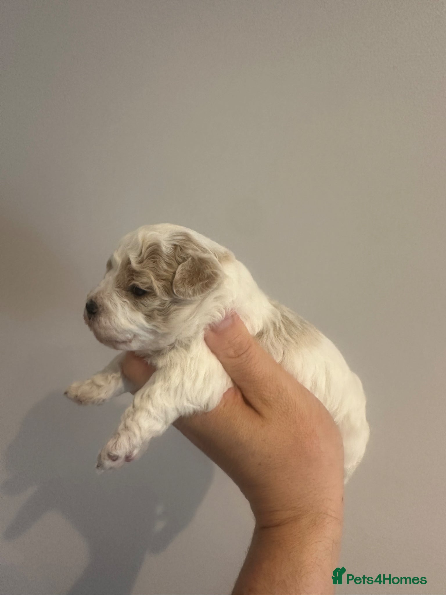 Maltipoo dogs  Tiny Maltipoo babys - Advert 2