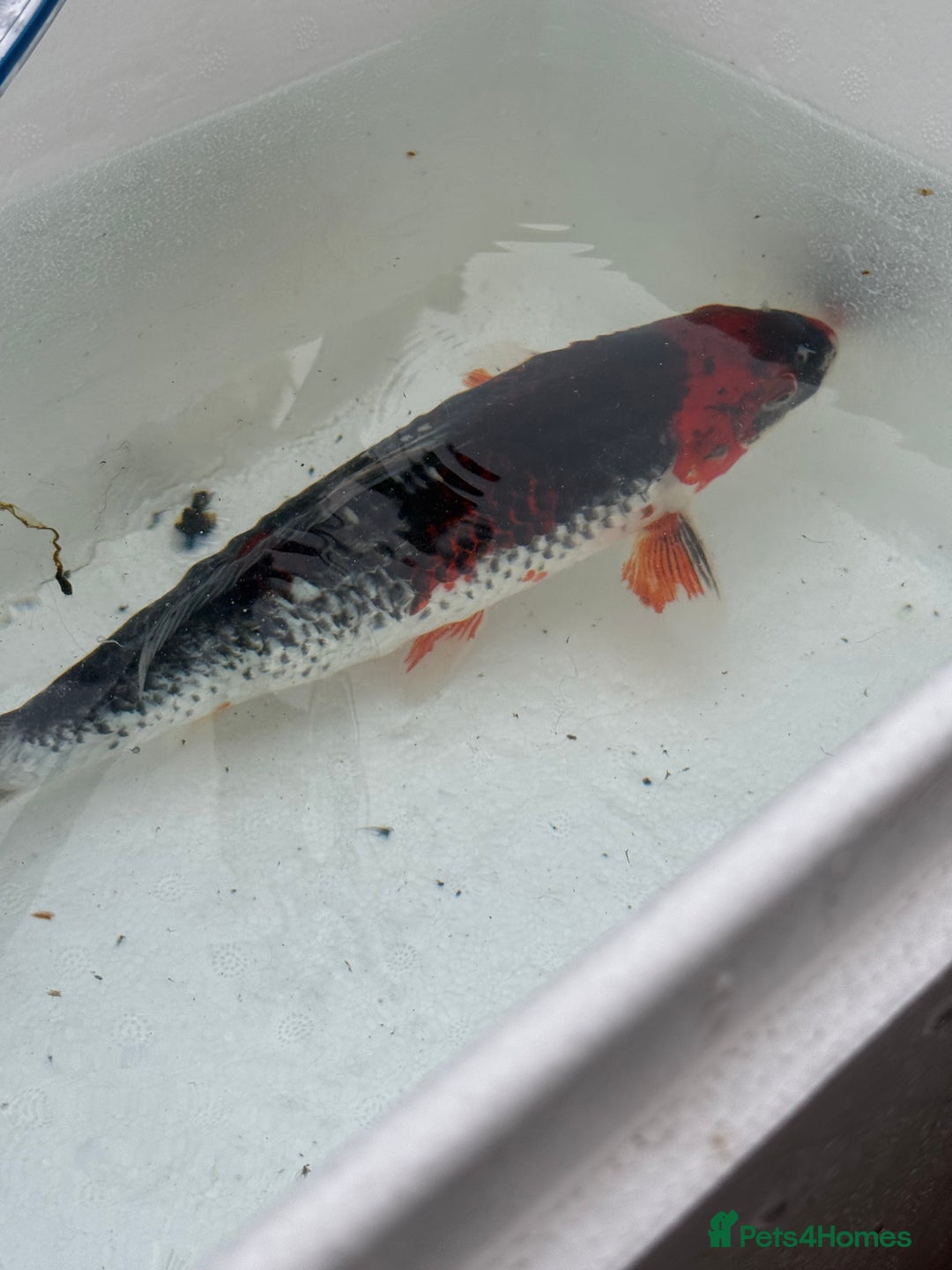 Koi Carp fish for sale: 3 Koi Carps with Blagdon Affinity Corner Grand - Advert 9