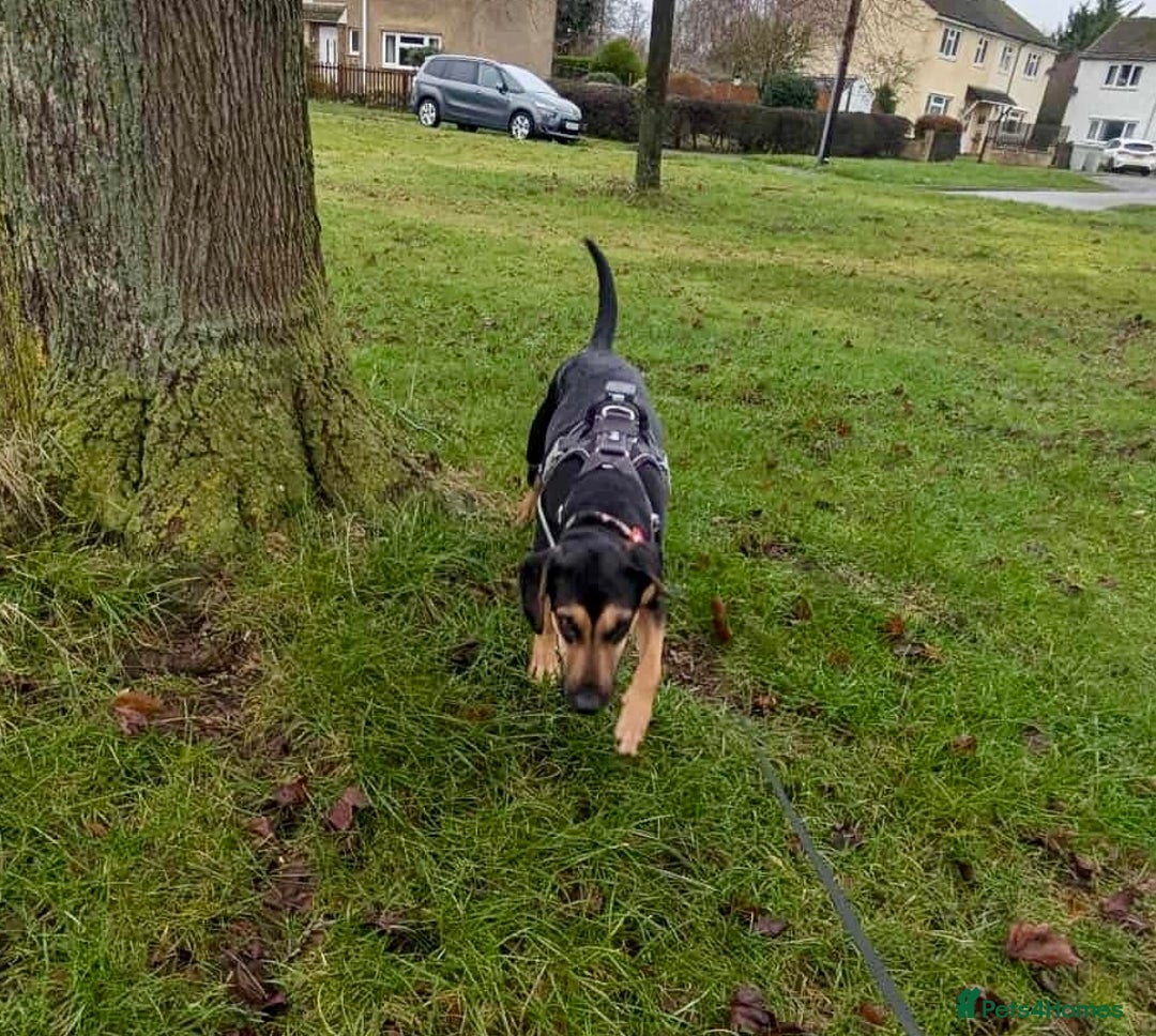 Mixed Breed dogs for adoption: ❤️ Deuce This beautiful soul has come so far… ❤️ - Advert 13