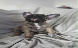 French Bulldog dogs for sale: French bulldog puppies - Image 8