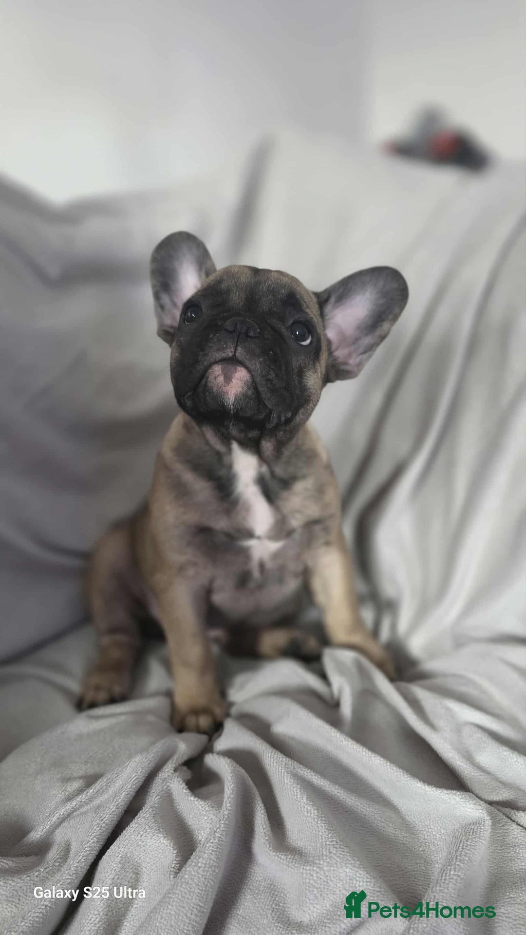 French Bulldog dogs for sale: French bulldog puppies - Image 8
