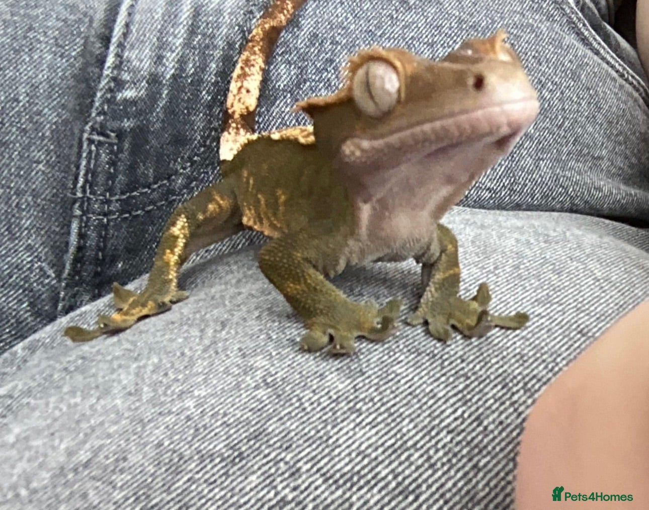 Gecko reptiles 4 Year Old Female Crested Gecko  - Advert 13