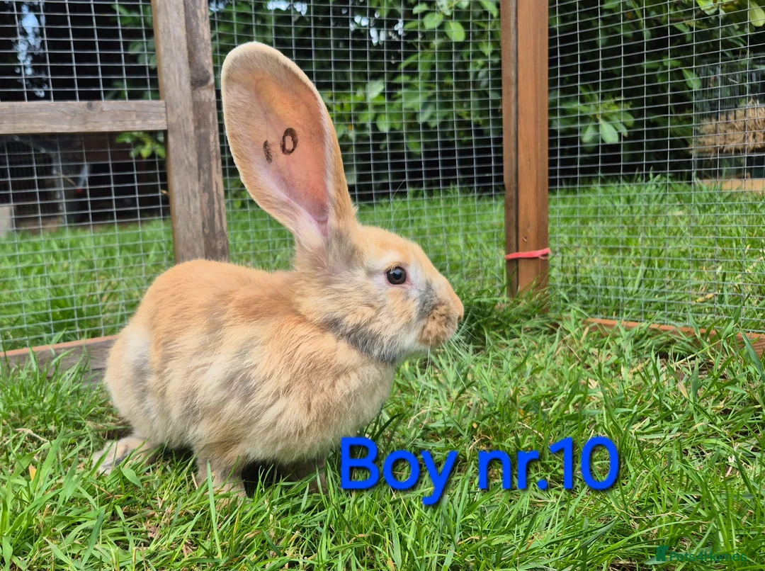 Continental Giant rabbits for sale: Pure Continental Giant Vaccinated  - Advert 2