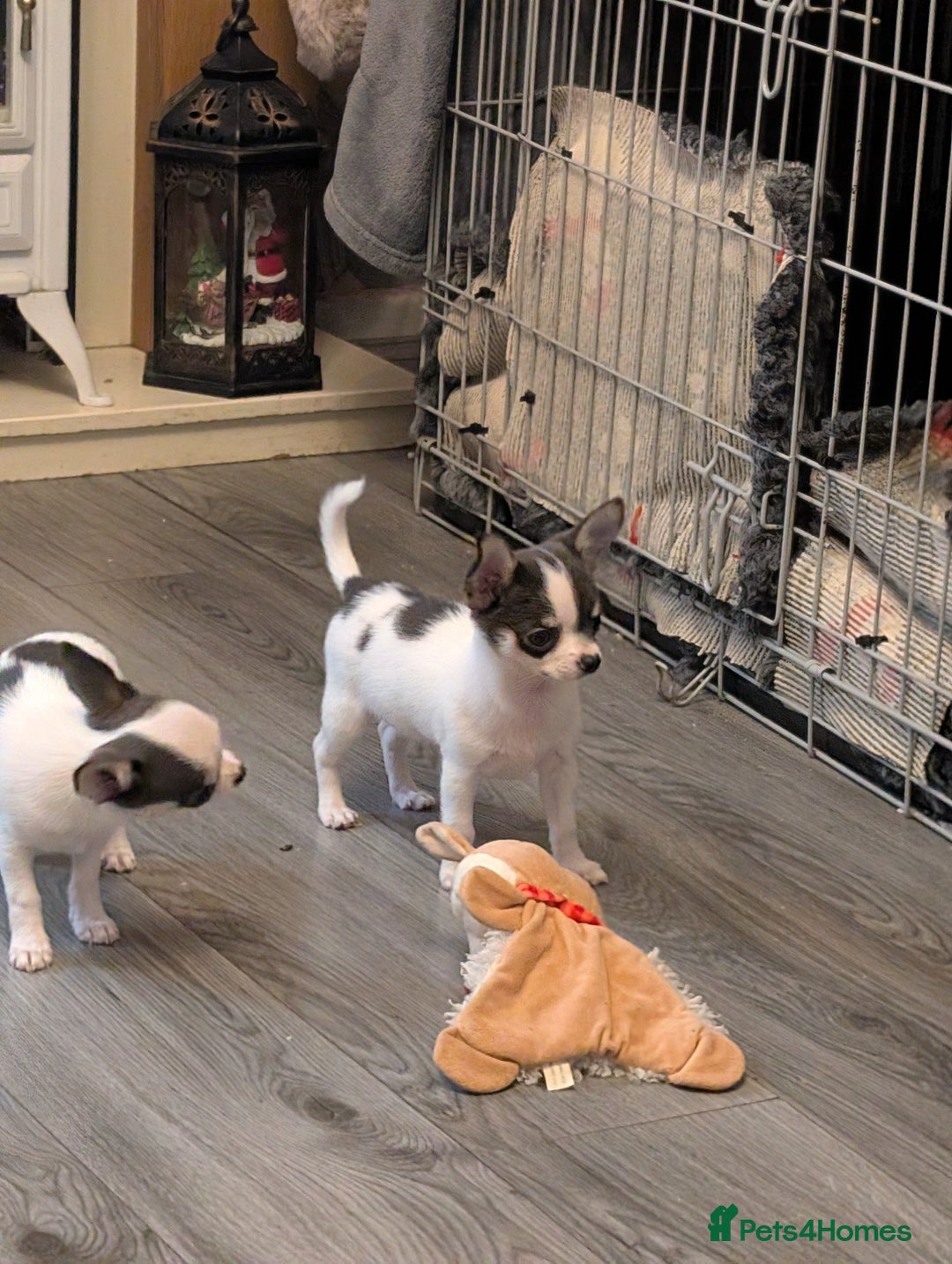 Chihuahua dogs for sale: Smoothcoat Chihuahua puppies  - Advert 2