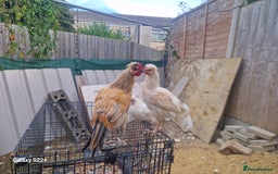 Chickens poultry for sale: FREE TO GOOD HOME - Image 3