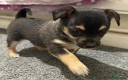 Chihuahua dogs for sale: 14 weeks old Chihuahua Male puppy  - Image 4