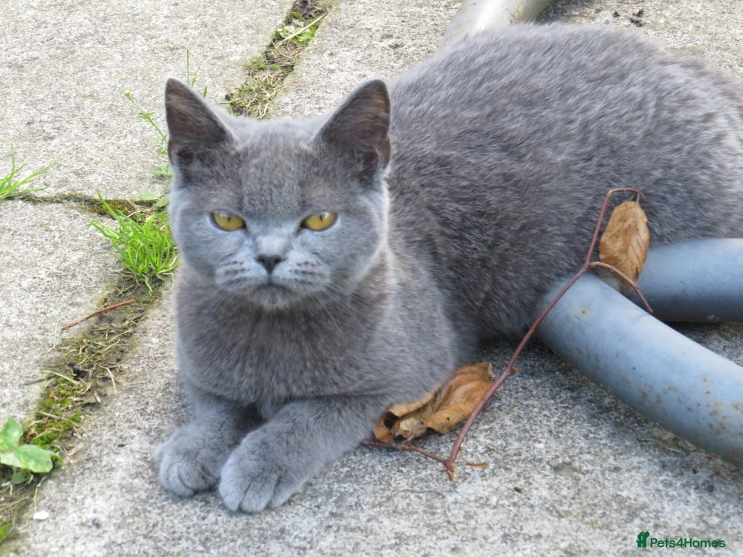 British Shorthair cats for sale: BSH kittens mixed - Image 7