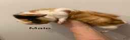 Guinea Pig rodents for sale: 5 Gorgeous Guinea Pigs for sale - Advert 11