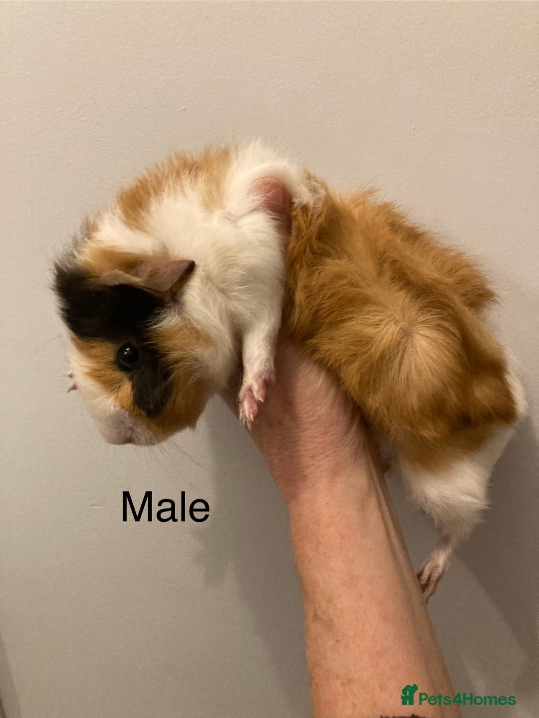 Guinea Pig rodents for sale: 5 Gorgeous Guinea Pigs for sale - Advert 11