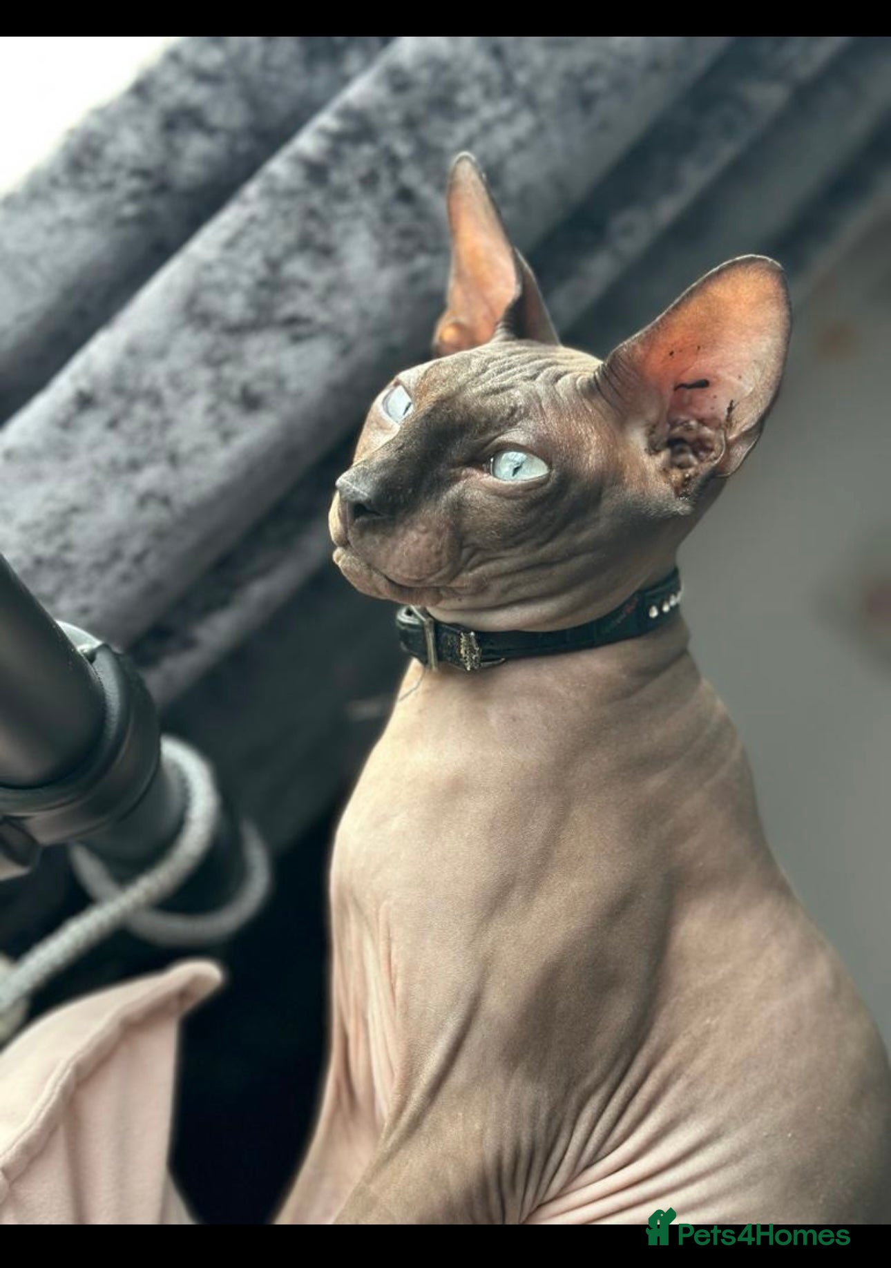 Sphynx cats OUTSTANDING  CHARCOAL SPHINX STUD 🖤250 - Advert 1