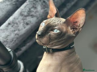 Sphynx cats OUTSTANDING CHARCOAL SPHINX STUD 🖤250 - Advert 1