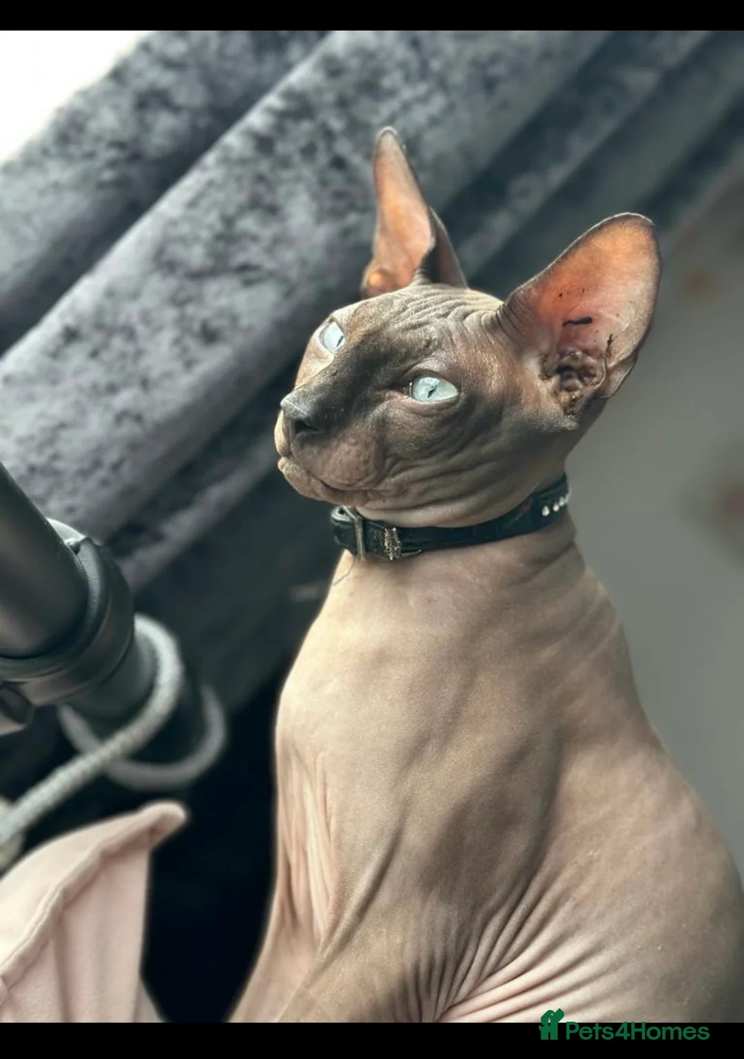 Sphynx cats for stud: OUTSTANDING  CHARCOAL SPHINX STUD 🖤250 - Advert 1