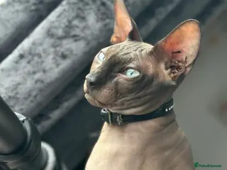 Sphynx cats OUTSTANDING CHARCOAL SPHINX STUD 🖤250 - Advert 1