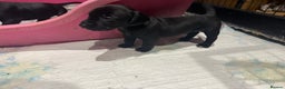 Mixed Breed dogs for sale: Patterdale terrier x cocker spaniel puppy’s  - Advert 11