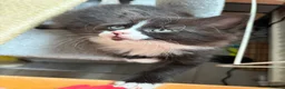 Mixed Breed cats for sale: Beautiful mixed-breed kittens! - Advert 16