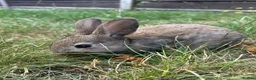 Dwarf Lop rabbits for sale: Beautiful Dwarf lop litter (Ready in one week)  in Bedford - Advert 11