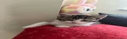 Mixed Breed cats for sale: Kittens  in Rochdale - Advert 2