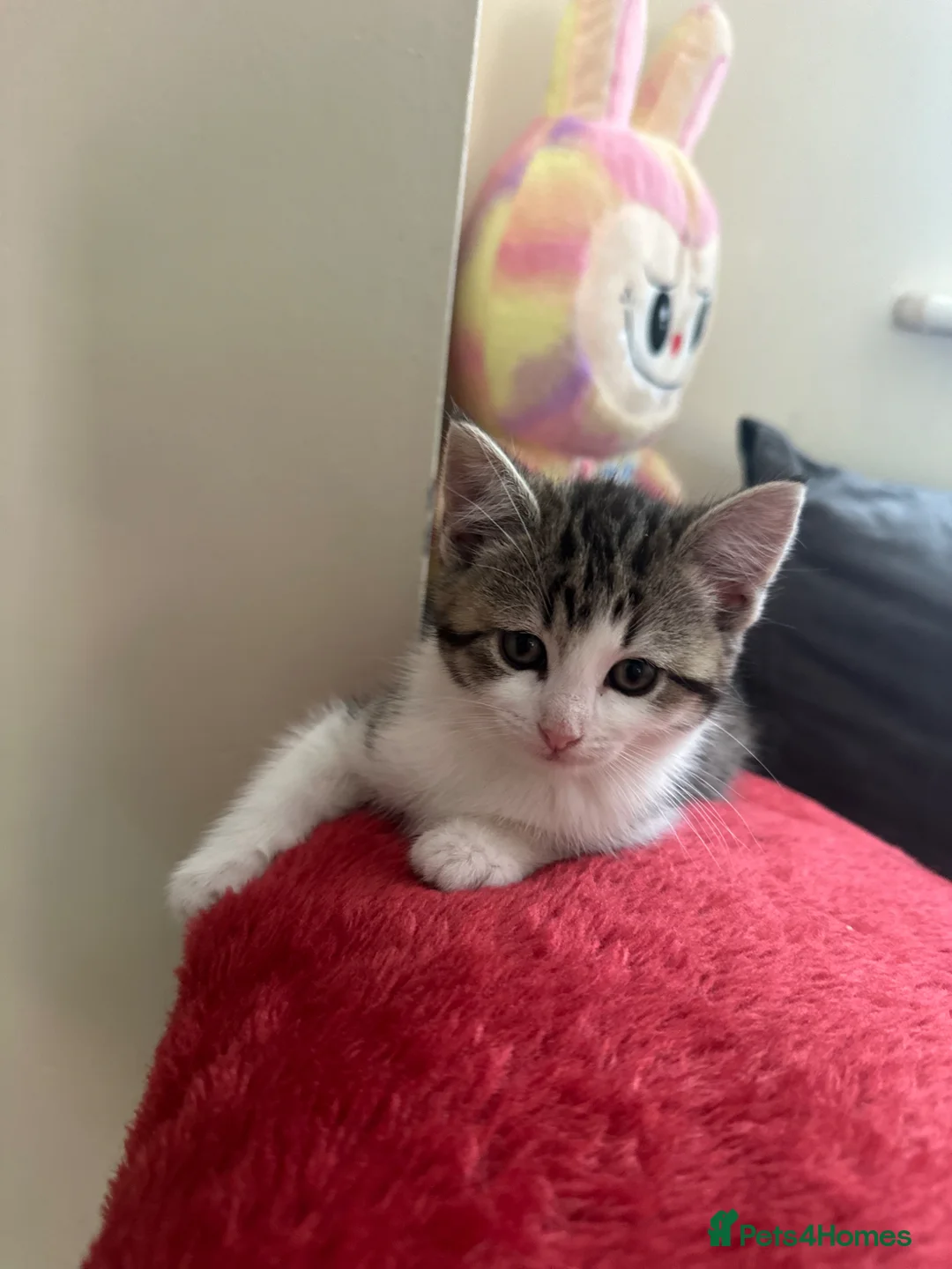 Mixed Breed cats for sale: Kittens  in Rochdale - Advert 2