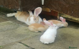 Continental Giant rabbits for sale: Beautiful white eared yellow continental giants  - Image 3