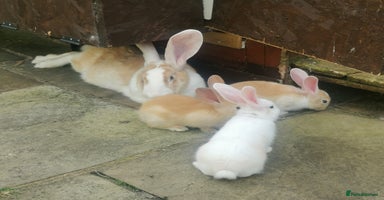 Continental Giant rabbits - Advert 11