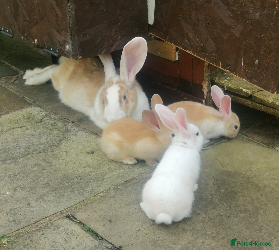 Continental Giant rabbits for sale: Beautiful white eared yellow continental giants  - Image 3