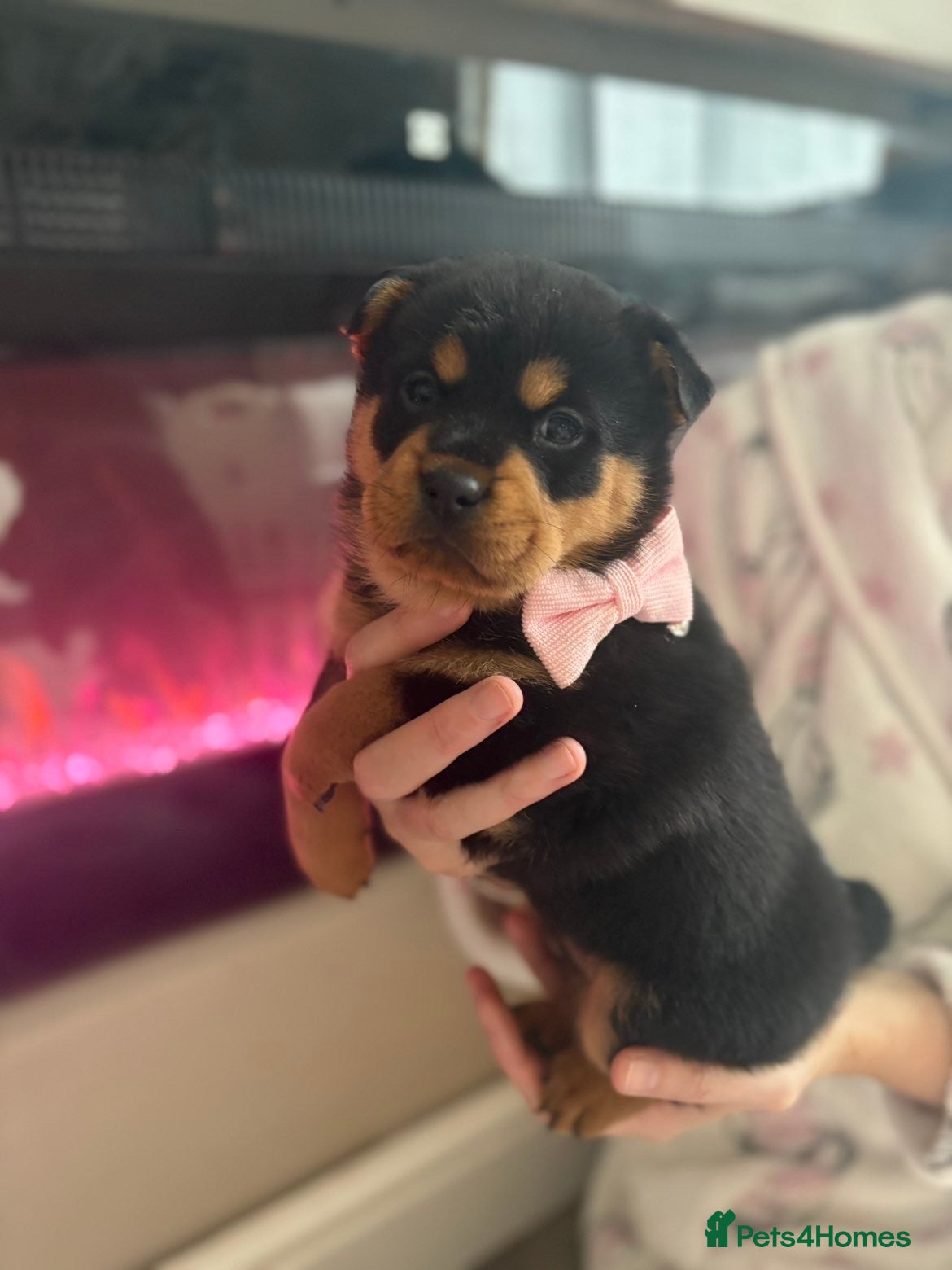 Mixed Breed dogs Chow chow x Rottweiler puppies  - Advert 4