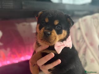 Mixed Breed dogs Chow chow x Rottweiler puppies - Advert 5