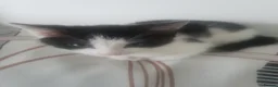 Domestic Shorthair cats for sale: Black and white kitten - Advert 2