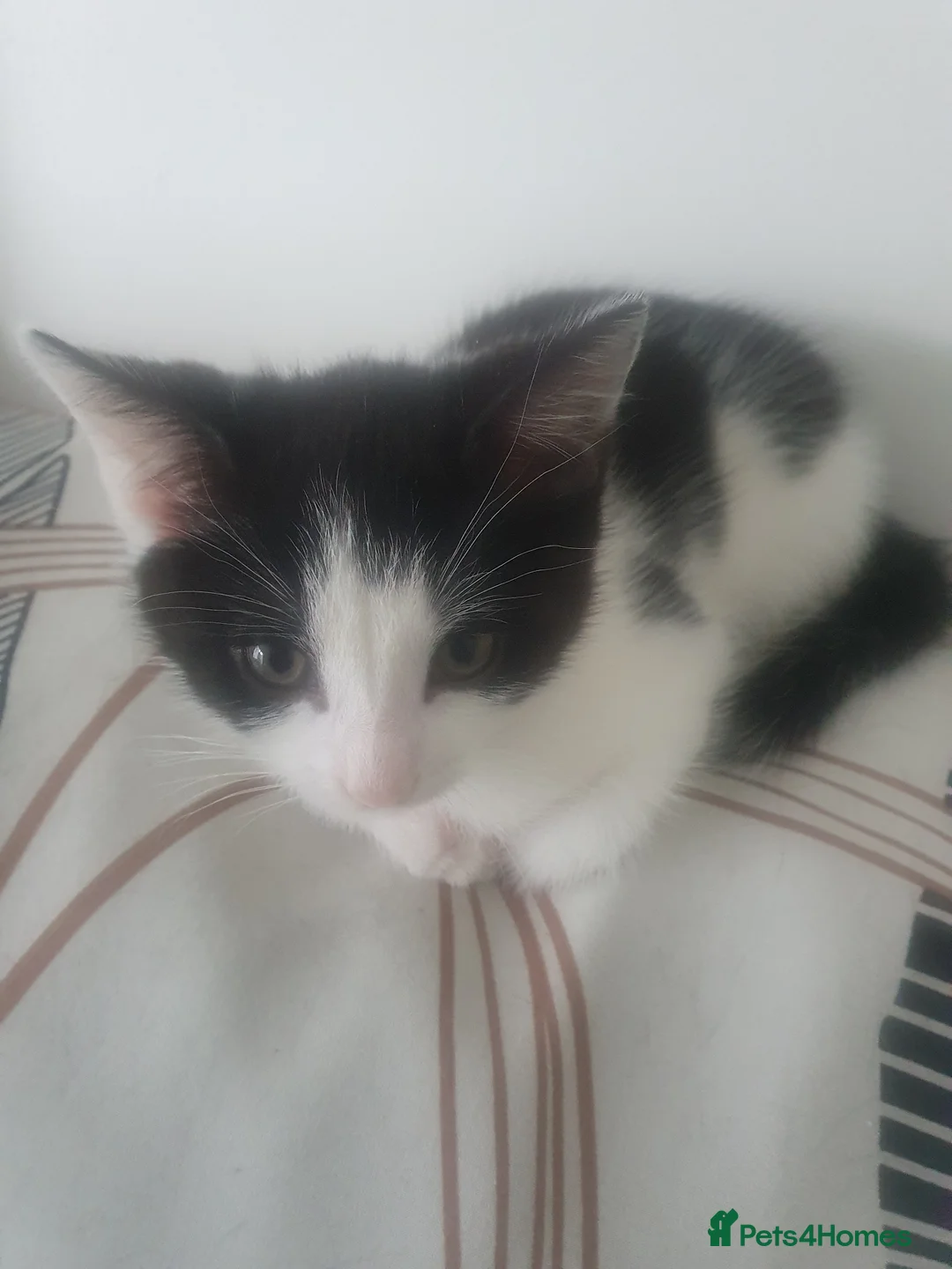Domestic Shorthair cats for sale: Black and white kitten - Advert 2