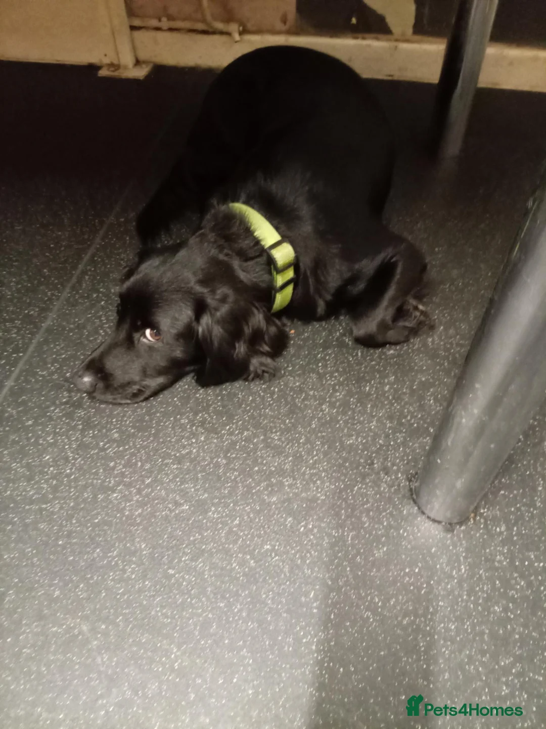 English Springer Spaniel dogs for sale: Puppies and - Advert 3
