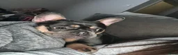 French Bulldog dogs for adoption: Blue and tan French bulldog female  - Advert 6