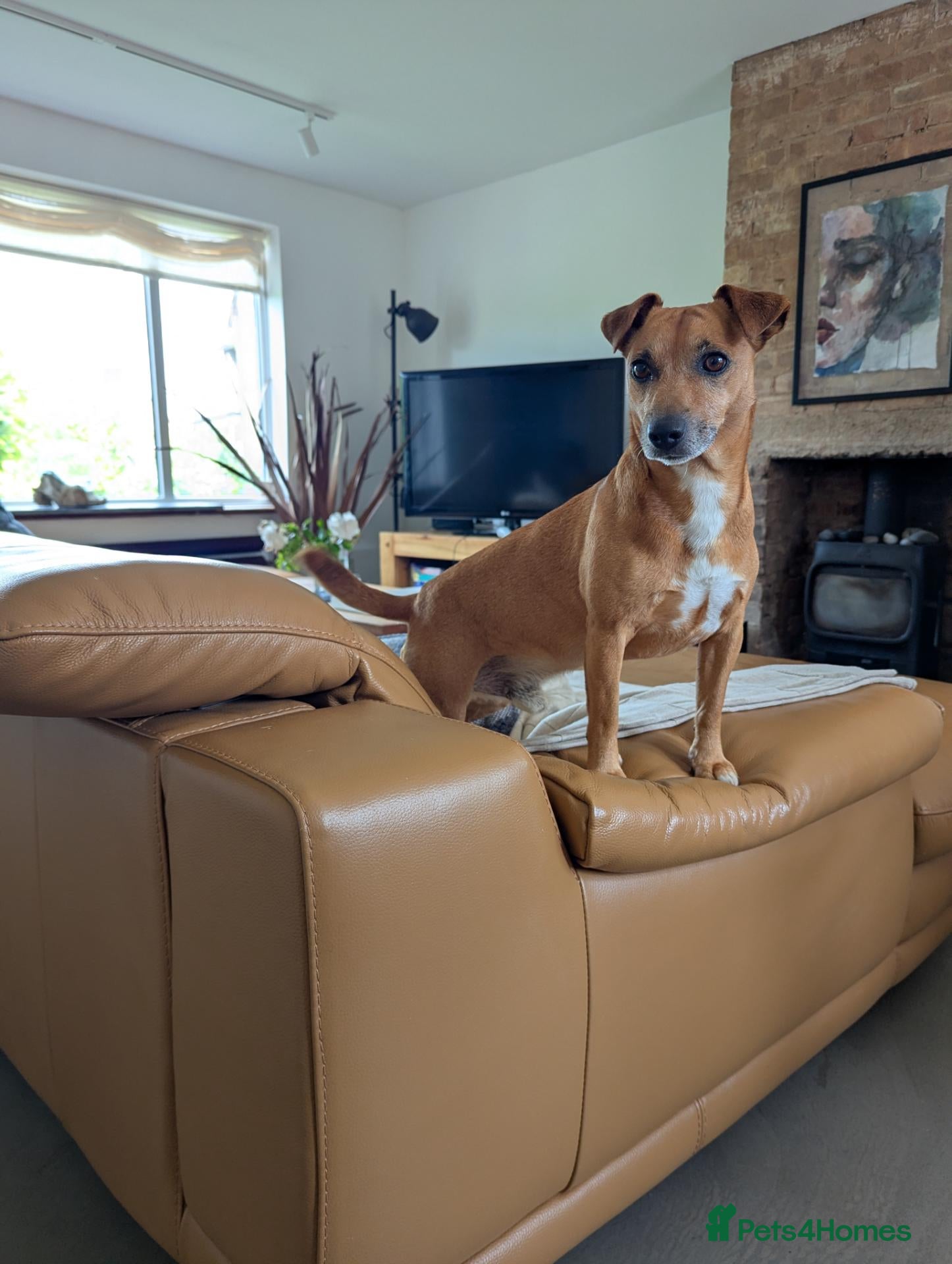 Jack Russell dogs For stud Jack Russell mix  - Advert 17