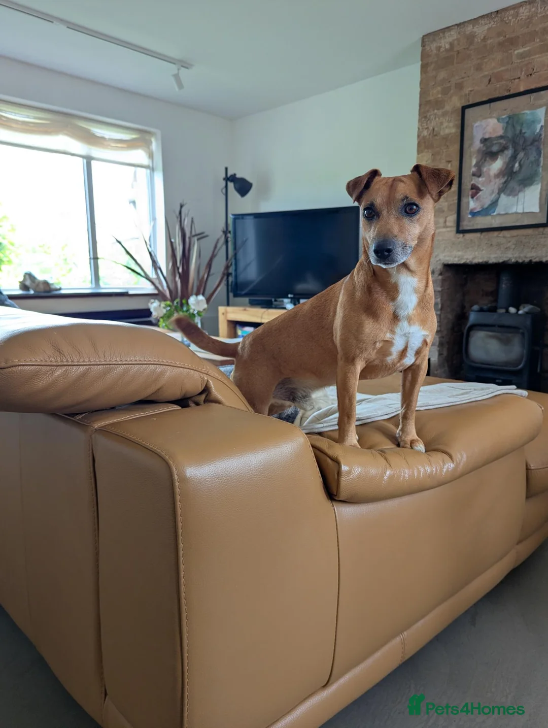 Jack Russell dogs for stud: For stud Jack Russell mix  in Southam - Advert 1