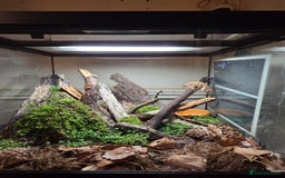 Gecko reptiles for sale: Female crested gecko - Image 4