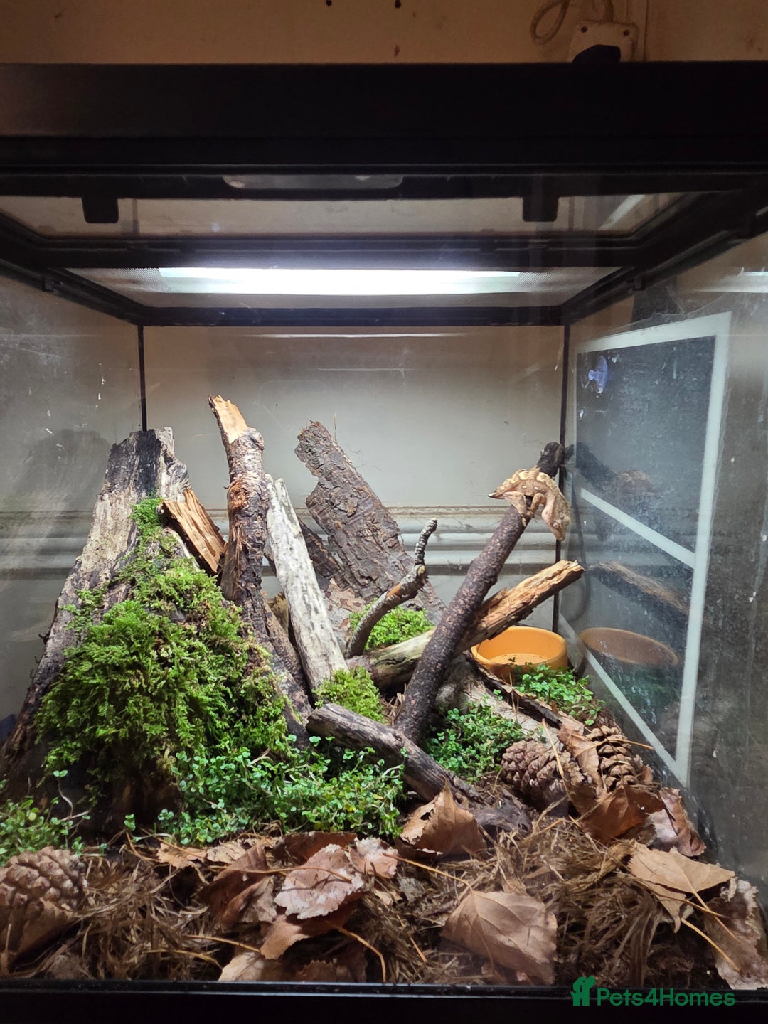Gecko reptiles for sale: Female crested gecko - Image 4