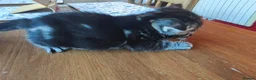 Mixed Breed cats for sale: Beautiful half Bengal kittens available - Advert 25