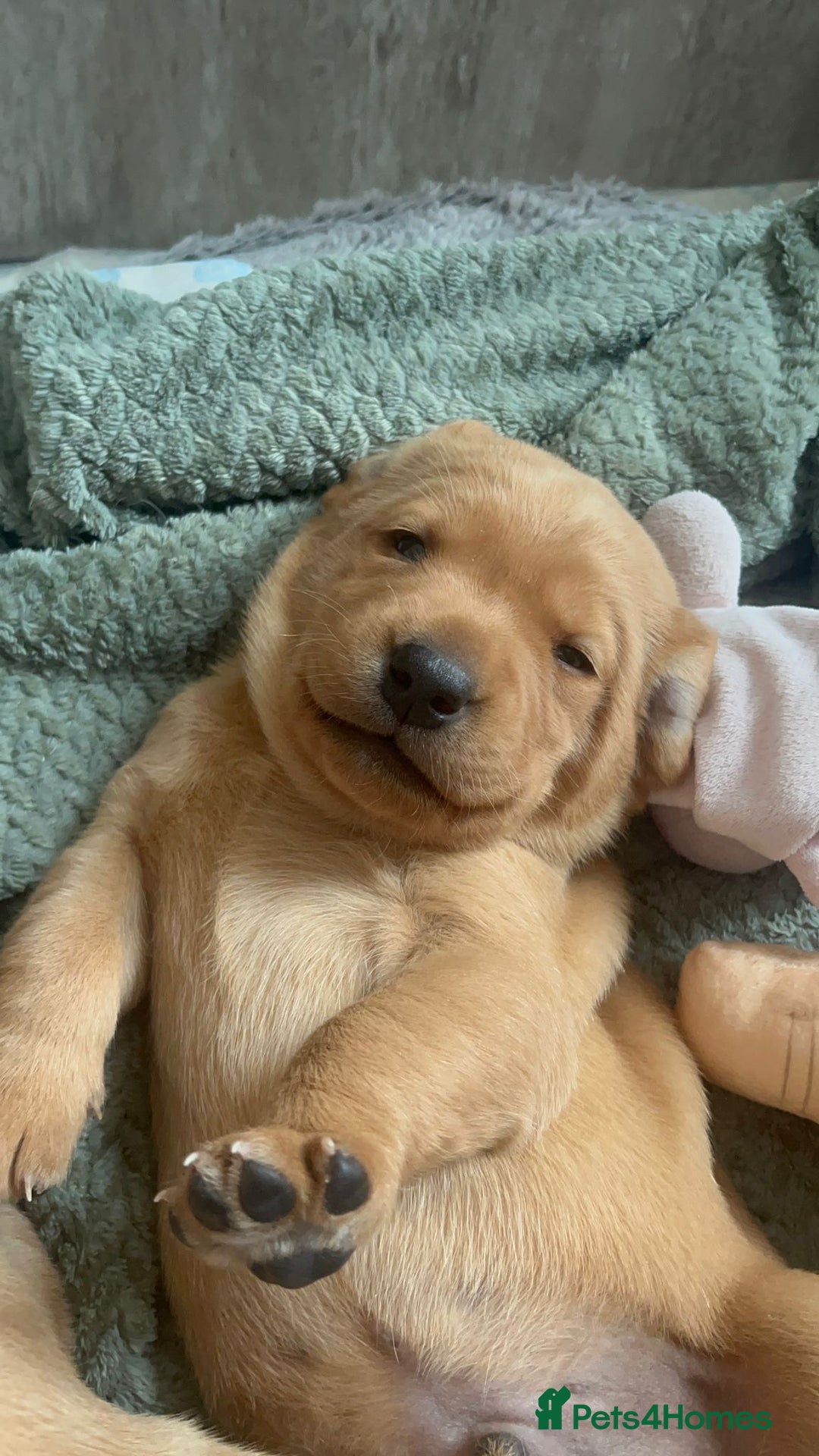 Labrador Retriever dogs for sale: Beautiful Fox Red Labrador KC Reg Puppies  - Advert 6