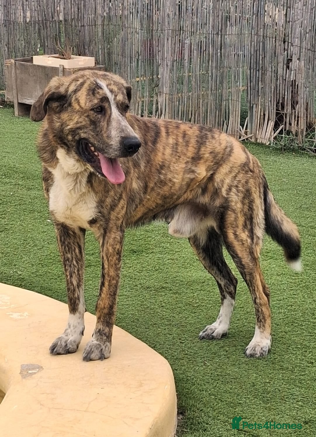 Mixed Breed dogs Meet Leo 🥰 the gentle gient 🐶🐾 - Advert 5