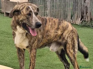 Mixed Breed dogs Meet Leo 🥰 the gentle gient 🐶🐾 - Advert 4