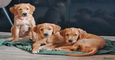Golden Retriever dogs - Advert 12