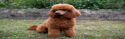 Mini Goldendoodle dogs for sale: Quality F1 Minature Goldendoodles  in Witham - Advert 8