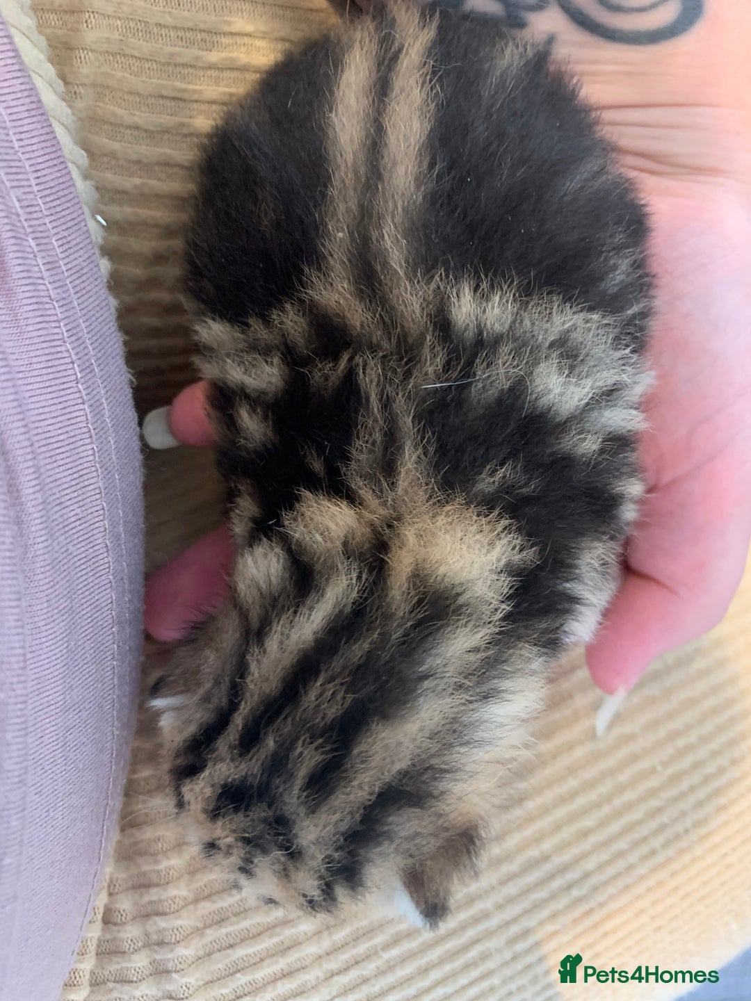 Domestic Shorthair cats for sale: Four beautiful kittens for new home  - Image 2