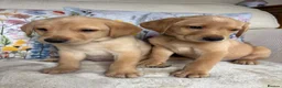 Labrador Retriever dogs for sale: DNA tested KC reg Labrador puppies - Advert 6