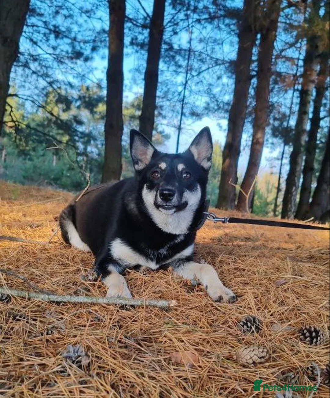 German Shepherd dogs for adoption: JULIA – German Shepherd (Female) - Advert 6